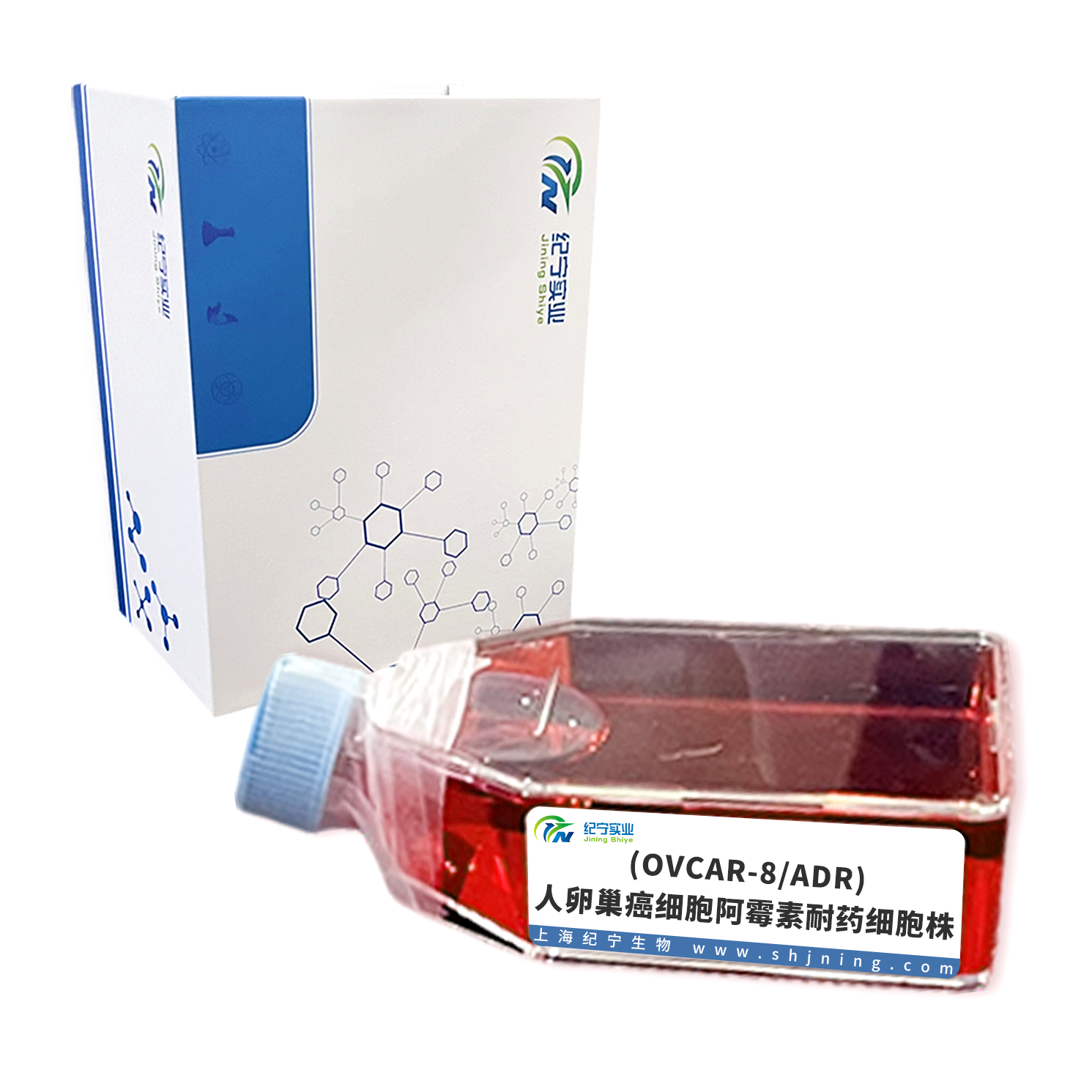 (OVCAR-8/ADR)人卵巢癌細胞阿霉素耐藥細胞株