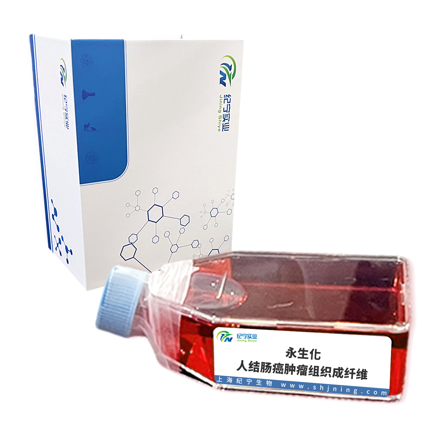 永生化人結(jié)腸癌腫瘤組織成纖維
