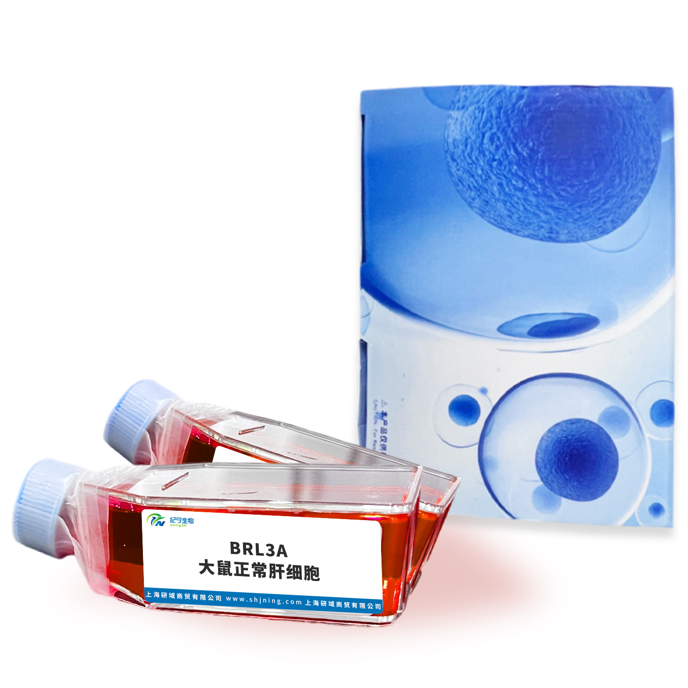 BRL3A大鼠正常肝細(xì)胞